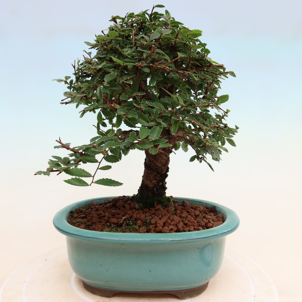 Kültéri bonsai - Zelkova - Zelkova NIRE