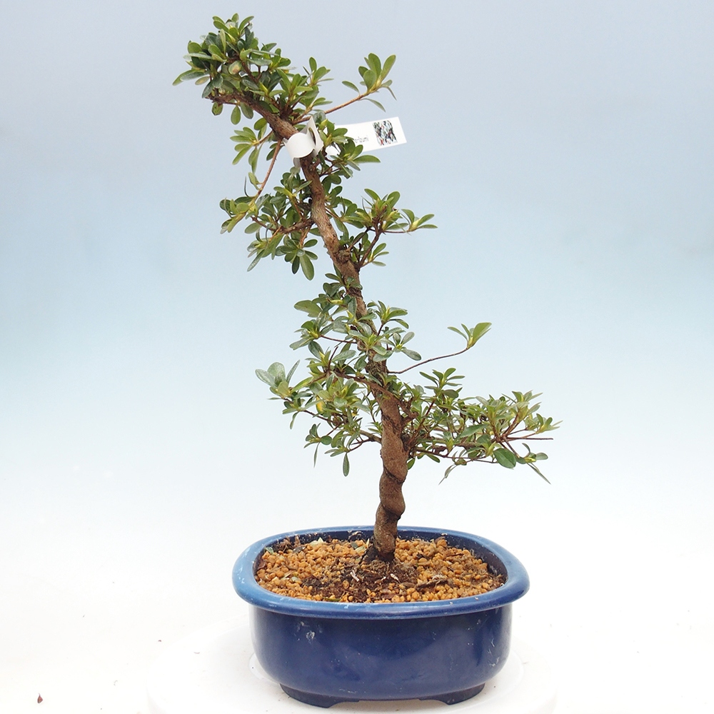 Kültéri bonsai - Japán azálea - Azálea Asahi-no-izumi