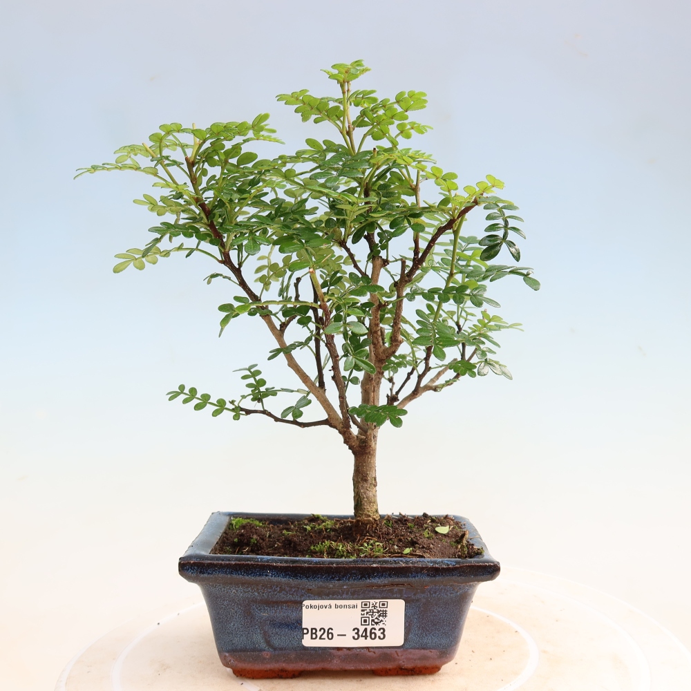 Szobai bonsai - Zantoxylum piperitum - borsfa