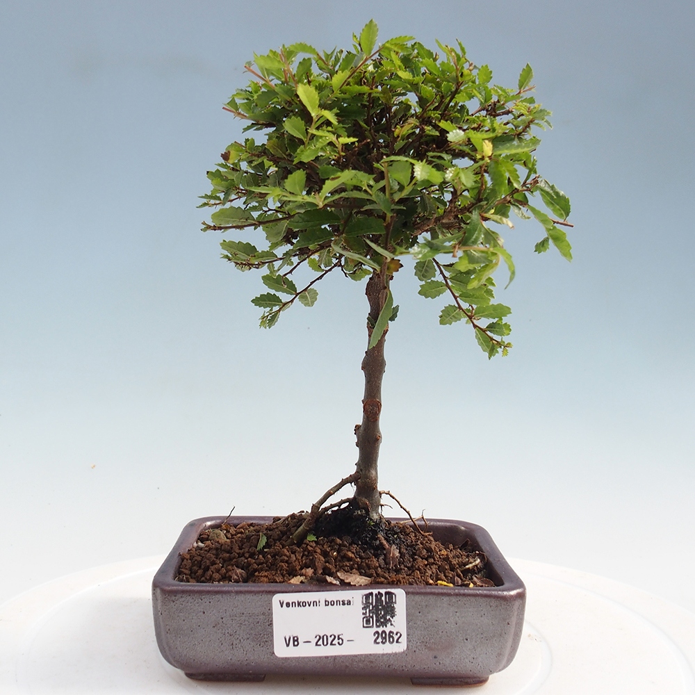Kültéri bonsai - Ulmus parvifolia Sagei - Kislevelű szilfa