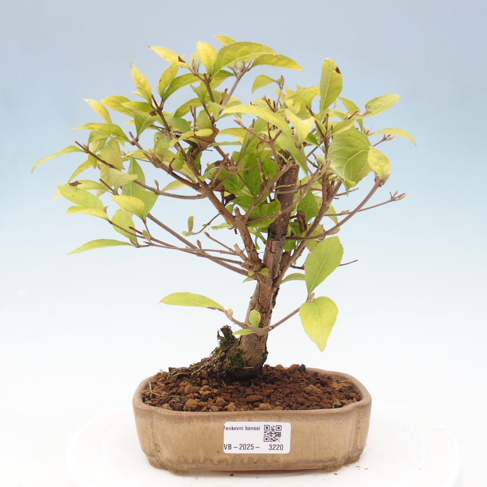 Kültéri bonsai - Callicarpa japonica