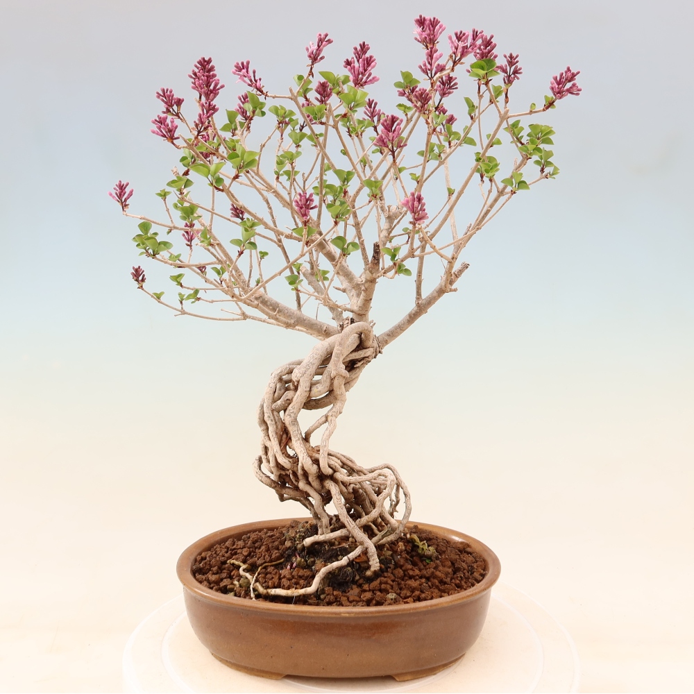 Kültéri bonsai - Syringa microphylla - kisvirágú lila