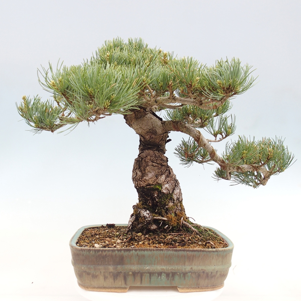 Kültéri bonsai - Pinus parviflora - Pinus parviflora