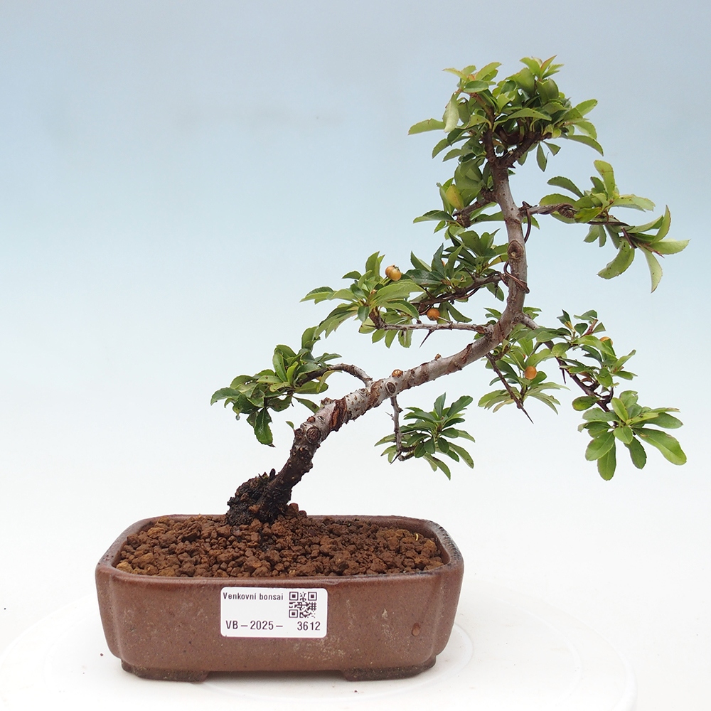 Kültéri bonsai-Pyracantha Teton - Hlox