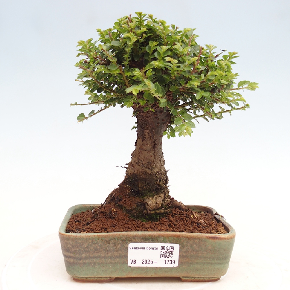 Kültéri bonsai - Ulmus parvifolia Hokkaido - Kínai szil - Ulmus parvifolia Hokkaido