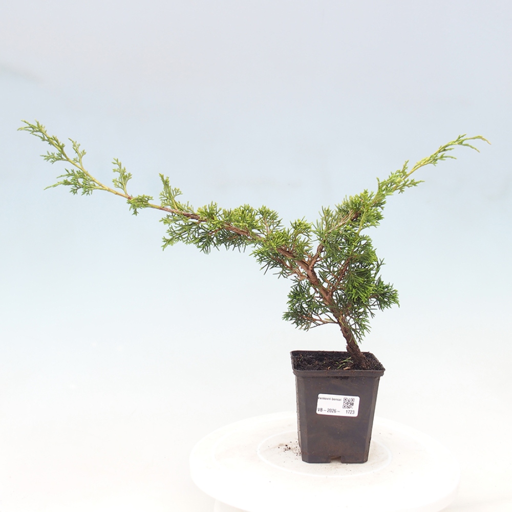 Kültéri bonsai - Juniperus chinensis Itoigawa