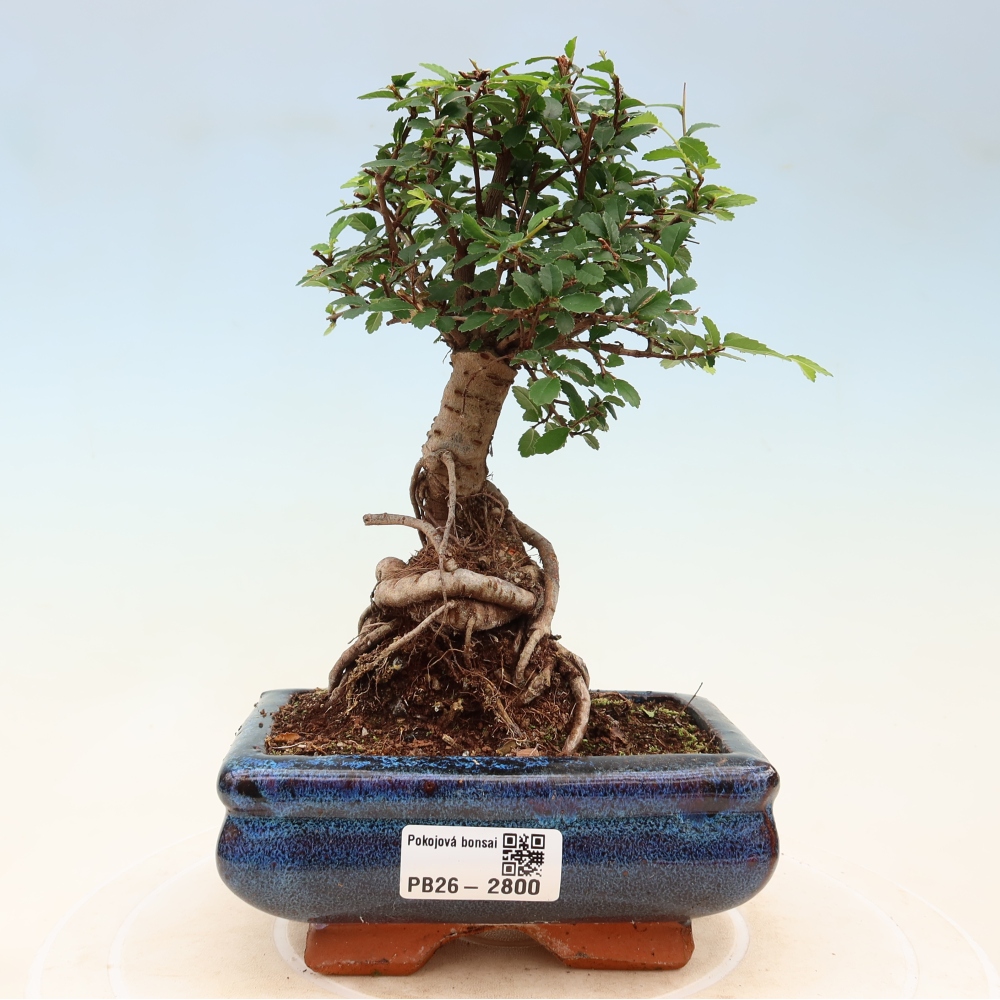 Szobai bonsai - Ulmus parvifolia - Kislevelű szilfa