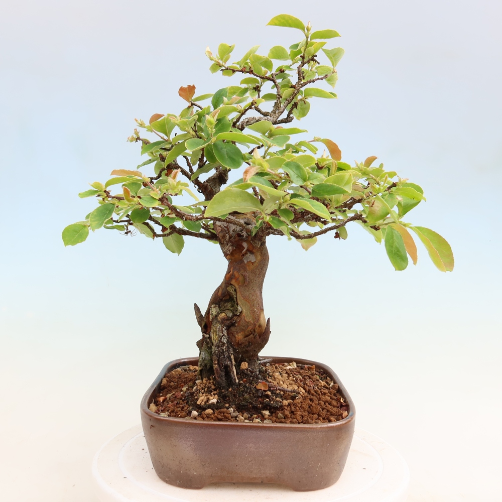 Kültéri bonsai - Pseudocydonia sinensis - kínai birs