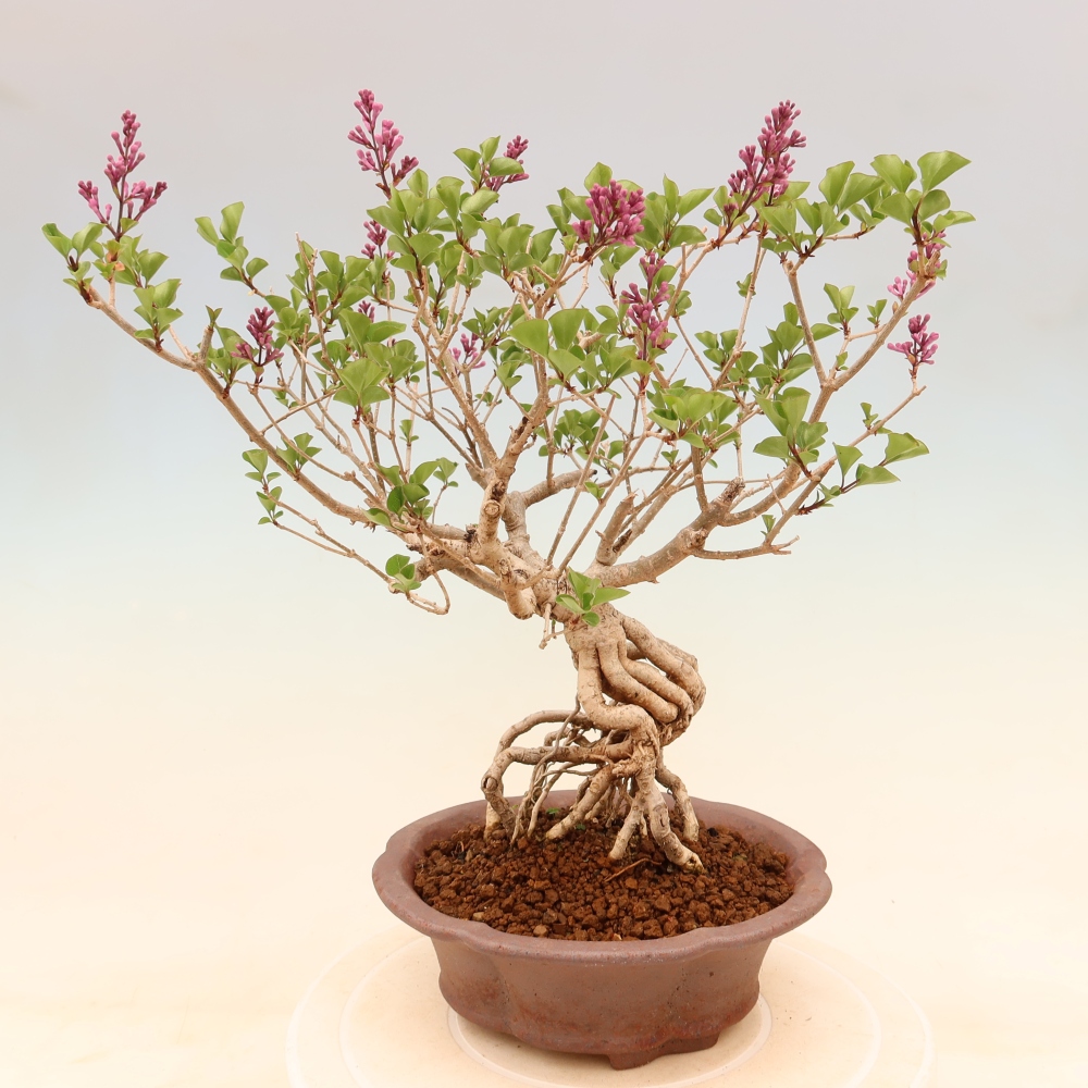 Kültéri bonsai - Syringa microphylla - kisvirágú lila