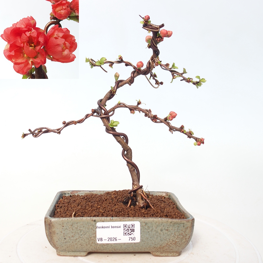 Kültéri bonsai - Chaneomeles s. Red Joy - birs