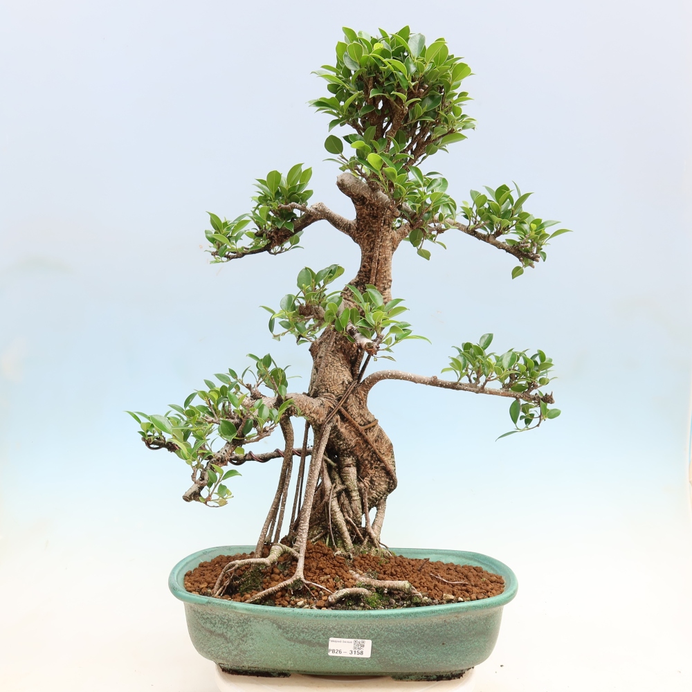 Szobai bonsai - Ficus kimmen - kislevelű fikusz