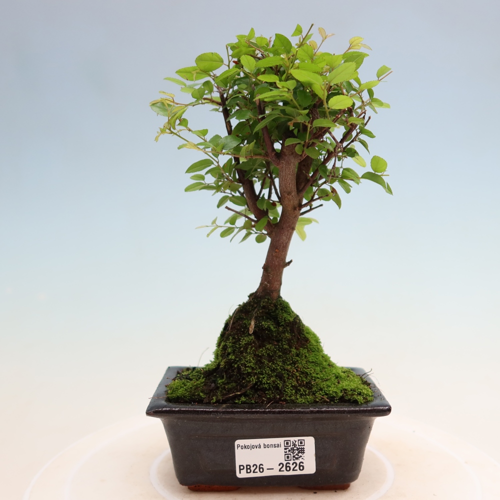 Szobai bonsai - Sageretia thea - Sageretia thea