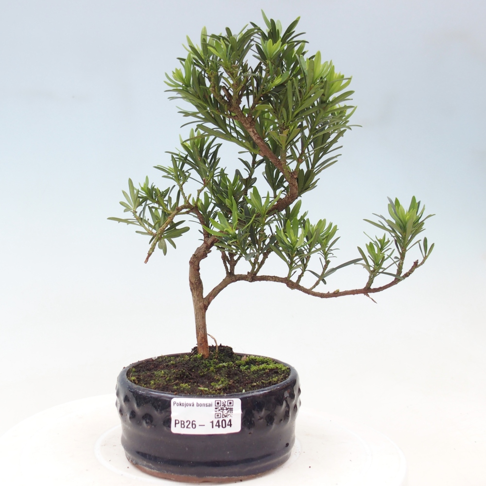 Szobai bonsai - Podocarpus - Kőtiszafa