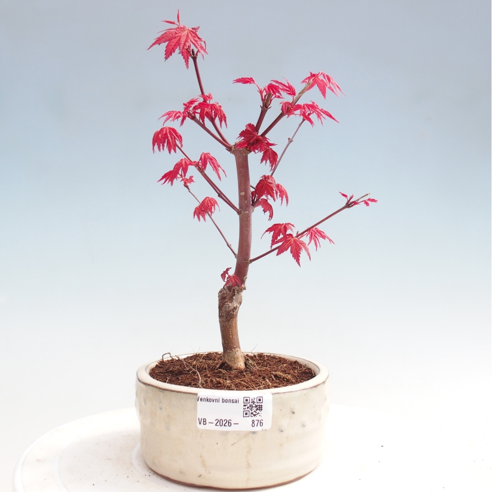 Kültéri bonsai - Acer palmatum DESHOJO