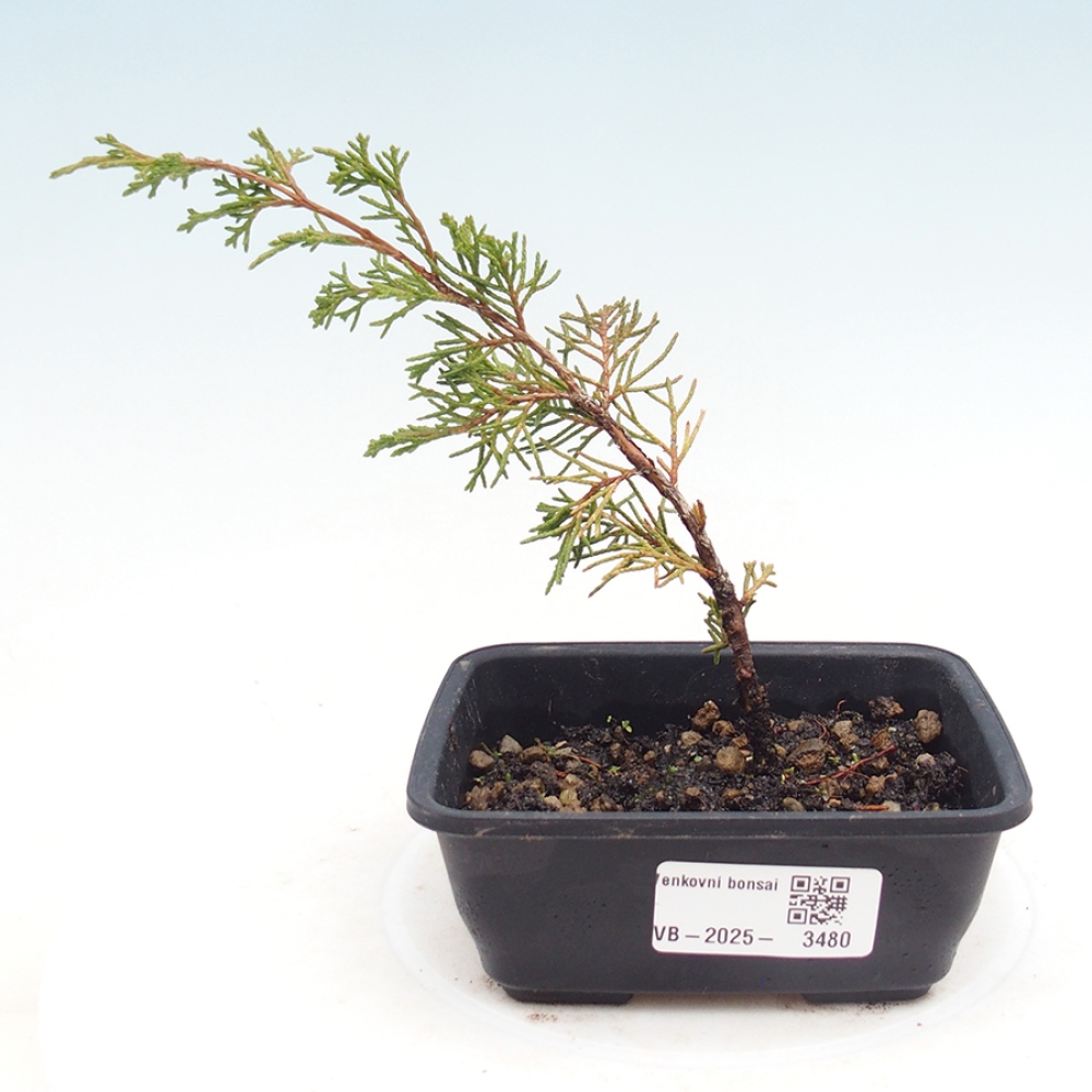 Kültéri bonsai - Juniperus chinensis Itoigawa