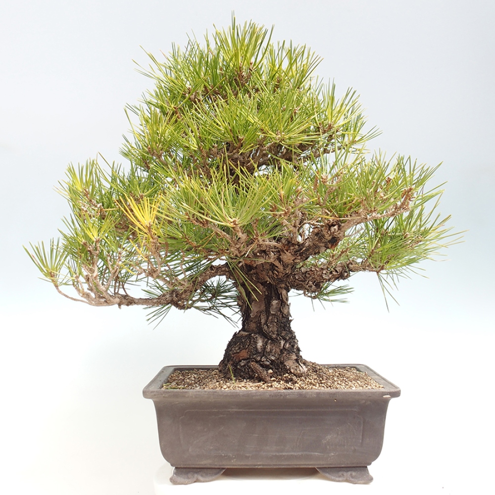 Kültéri bonsai - Pinus thunbergii - Thunberg fenyő
