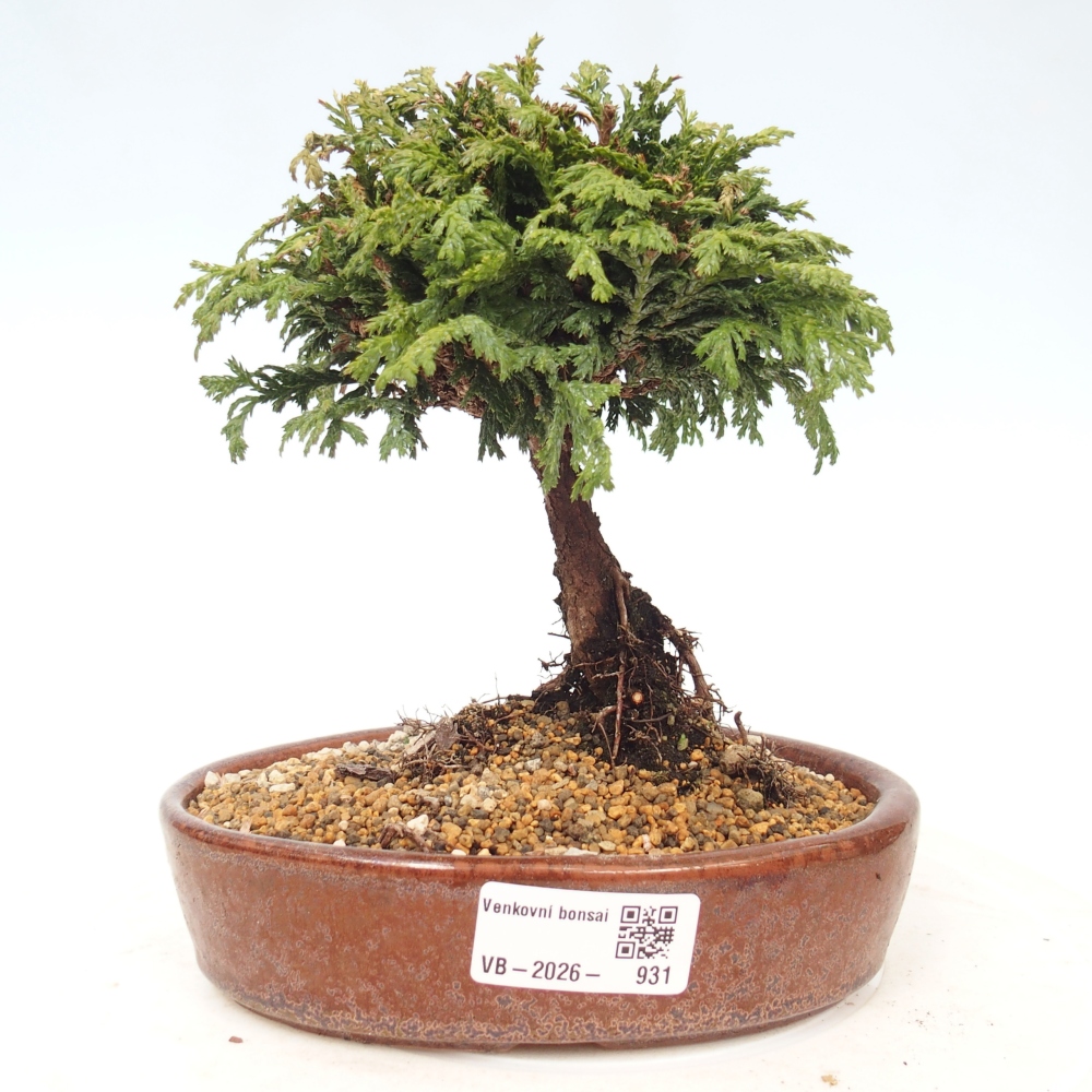 Kültéri bonsai - Cham.pis Parslori - ciprus