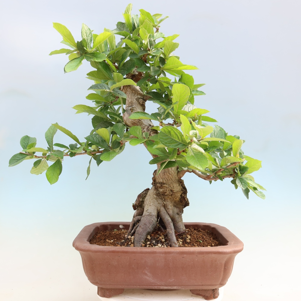Kültéri bonsai - Photinia villosa