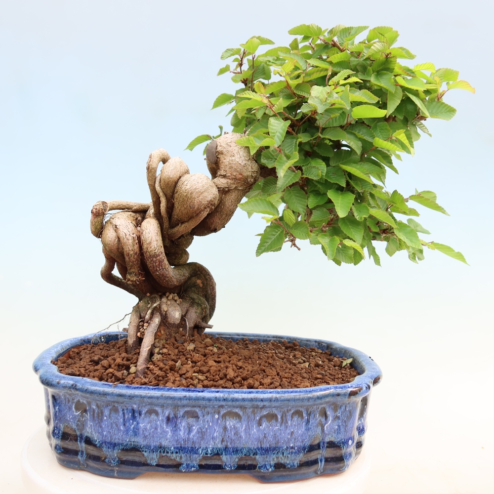 Kültéri bonsai -Carpinus Coreana - Koreai gyertyánfa