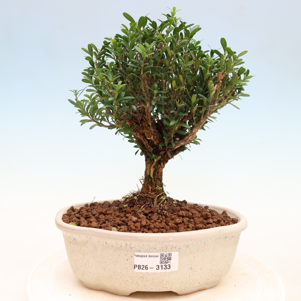 Szobai bonsai - Buxus harlandii - parafa buxus