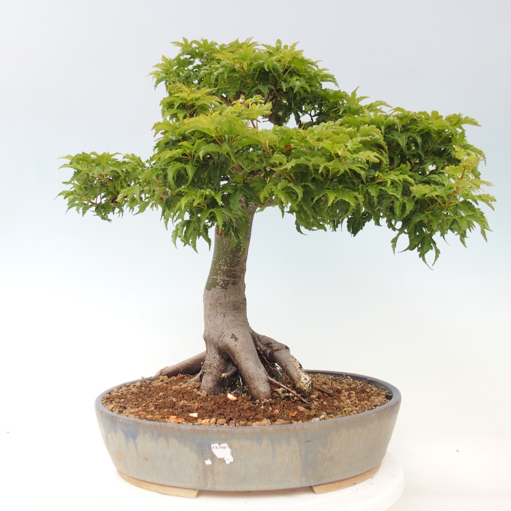 Kültéri bonsai -Javor pálma Acer palmatum Shishigashira