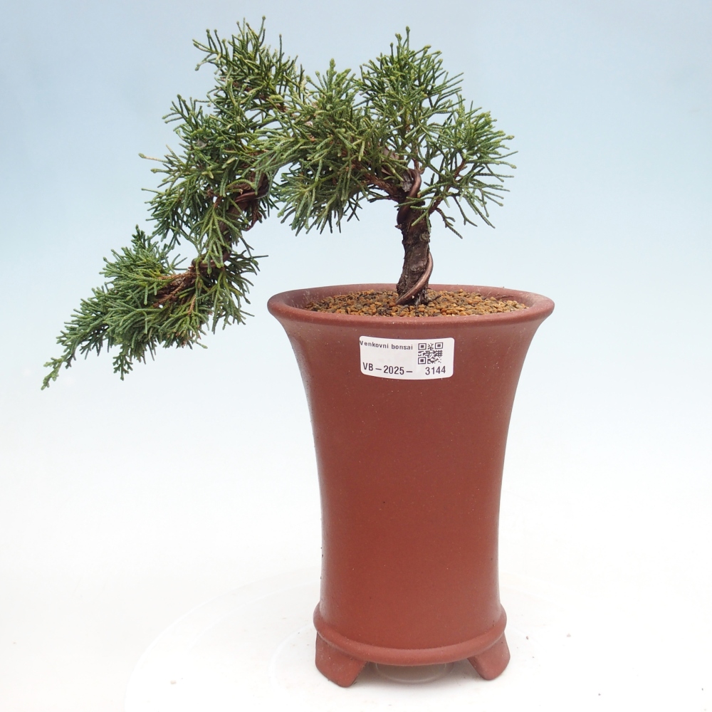 Kültéri bonsai - Juniperus chinensis Kishu