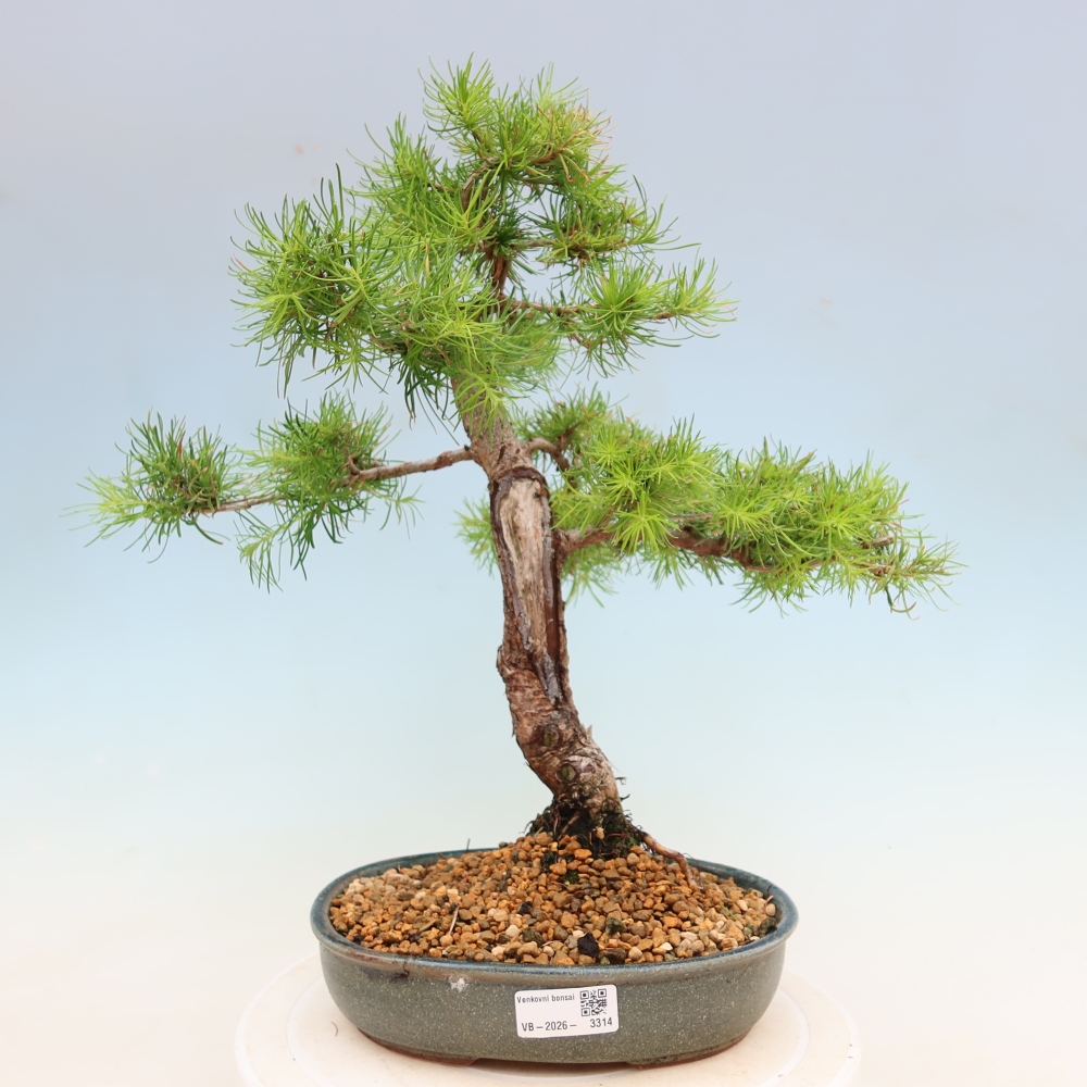 Kültéri bonsai - Larix decidua - vörösfenyő