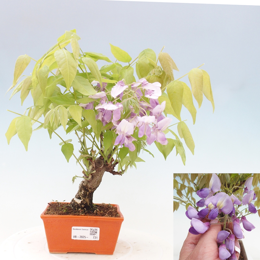 Kültéri bonsai - Wisteria floribunda