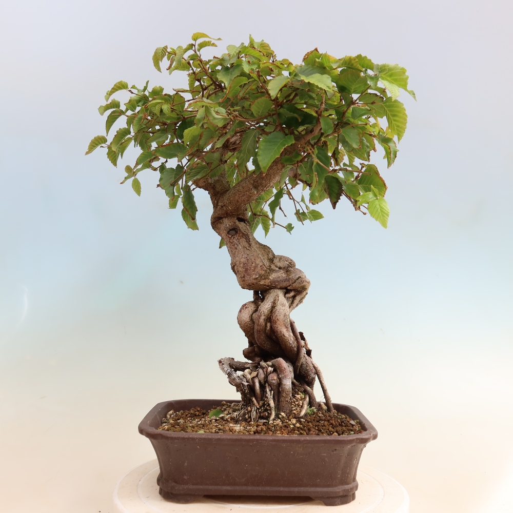 Kültéri bonsai -Carpinus CARPINOIDES - Koreai gyertyánfa