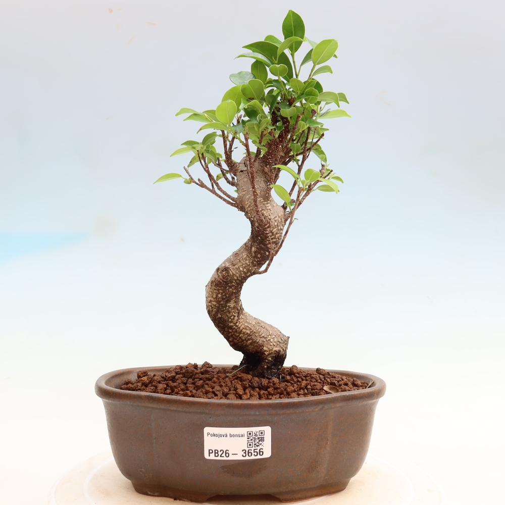 Szobai bonsai - Ficus kimmen - kislevelű fikusz