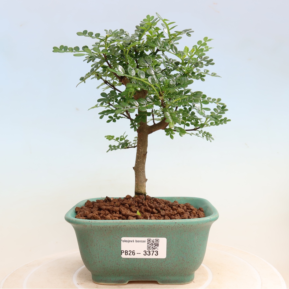 Szobai bonsai - Zantoxylum piperitum - borsfa