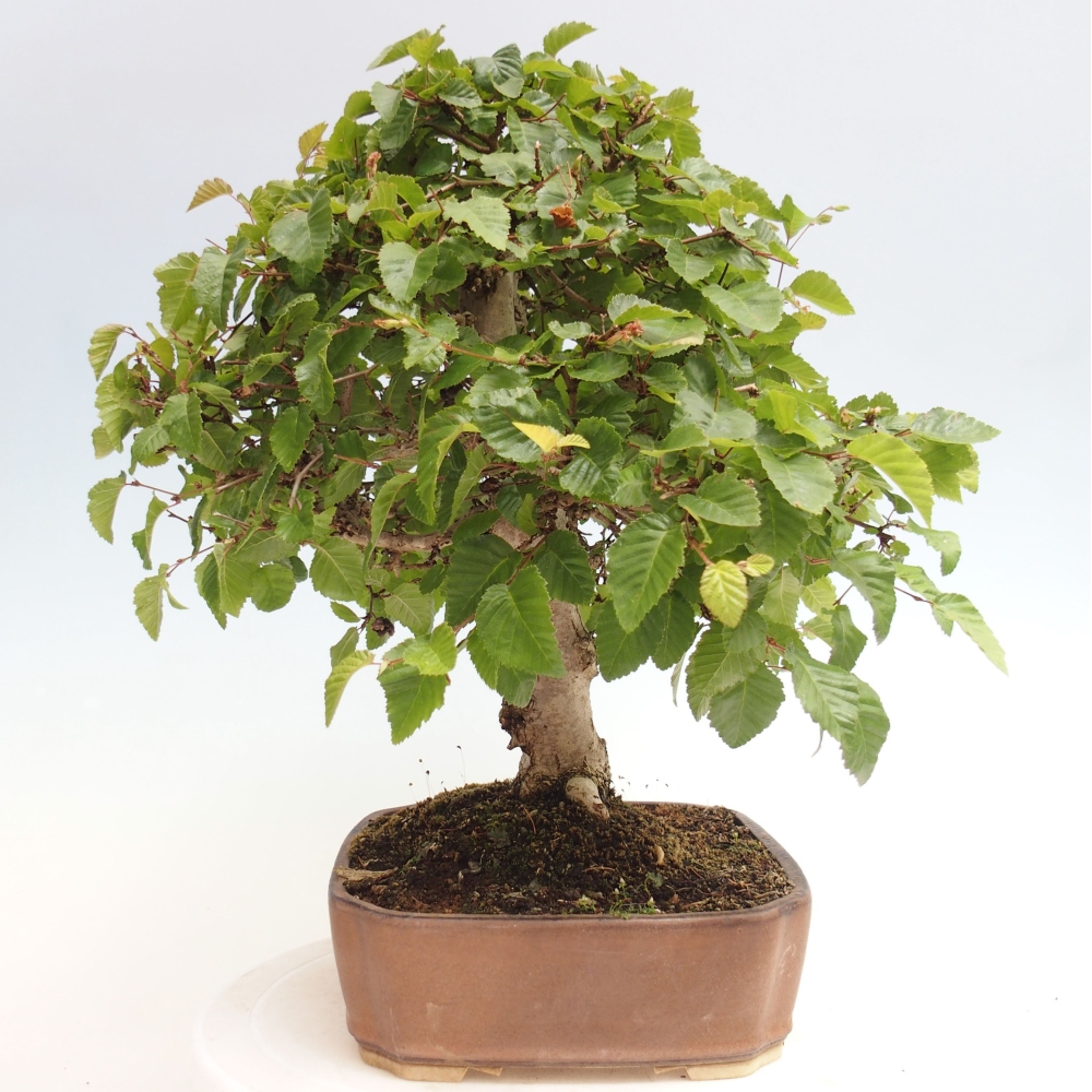 Kültéri bonsai -Carpinus CARPINOIDES - Koreai gyertyánfa