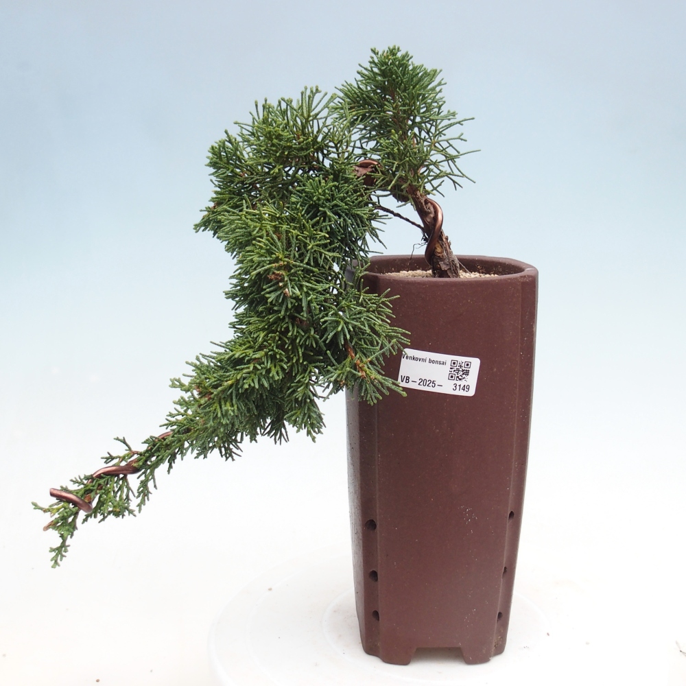 Kültéri bonsai - Juniperus chinensis Kishu