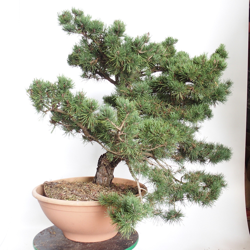 Yamadori - Pinus sylvestris Spanyolország