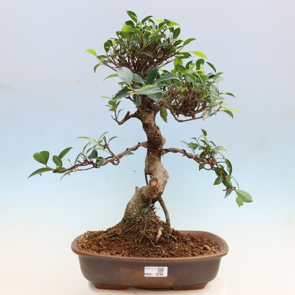 Szobai bonsai - Ficus kimmen - kislevelű fikusz