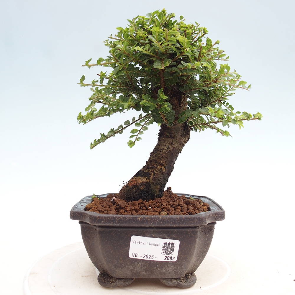 Kültéri bonsai - Ulmus parvifolia Hokkaido - Kínai szil - Ulmus parvifolia Hokkaido