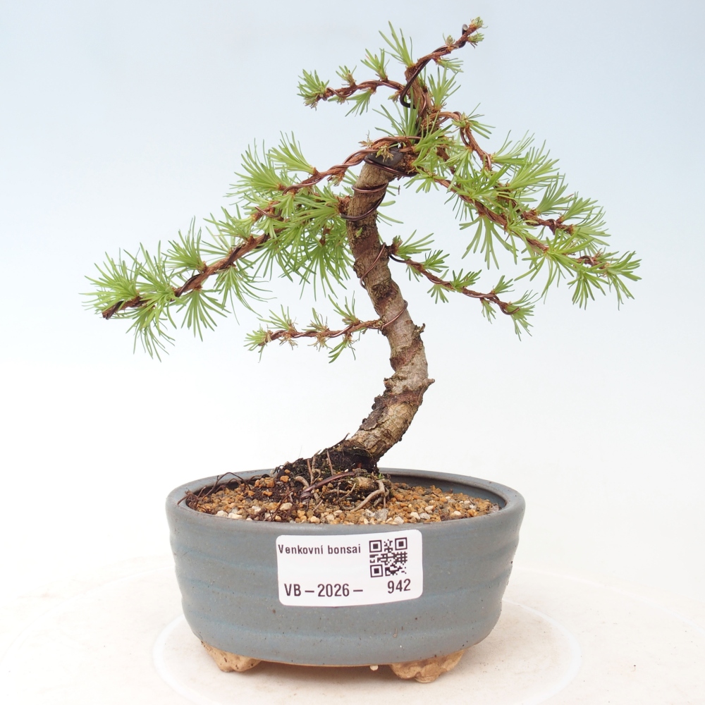 Kültéri bonsai - Larix Kaempferi - Japán vörösfenyő