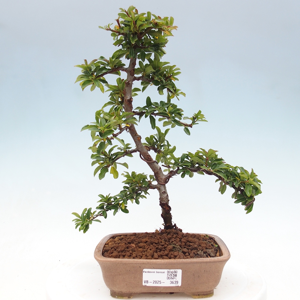 Kültéri bonsai-Pyracantha Teton - Hlox