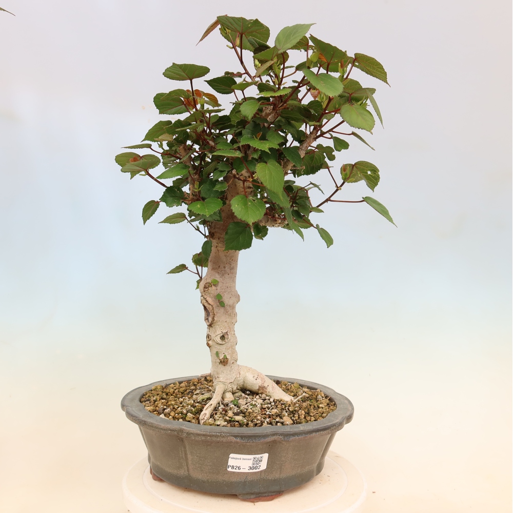 Beltéri bonsai - Hibiscus tiliaceus - tengeri hibiszkusz