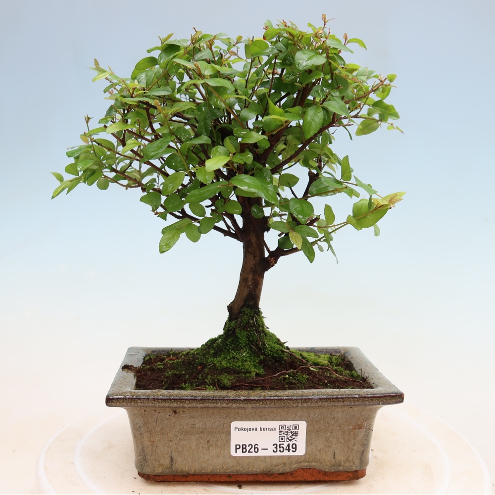 Szobai bonsai - Sageretia thea - Sageretia thea