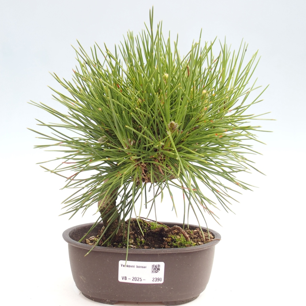 Kültéri bonsai - Pinus thunbergii - Thunberg fenyő