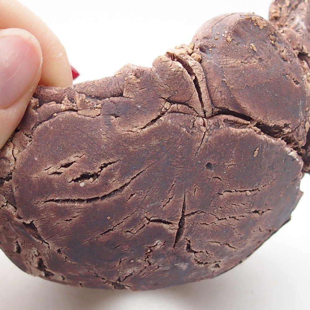 Kerámia kagyló 9 x 9 x 6 cm , színe barna