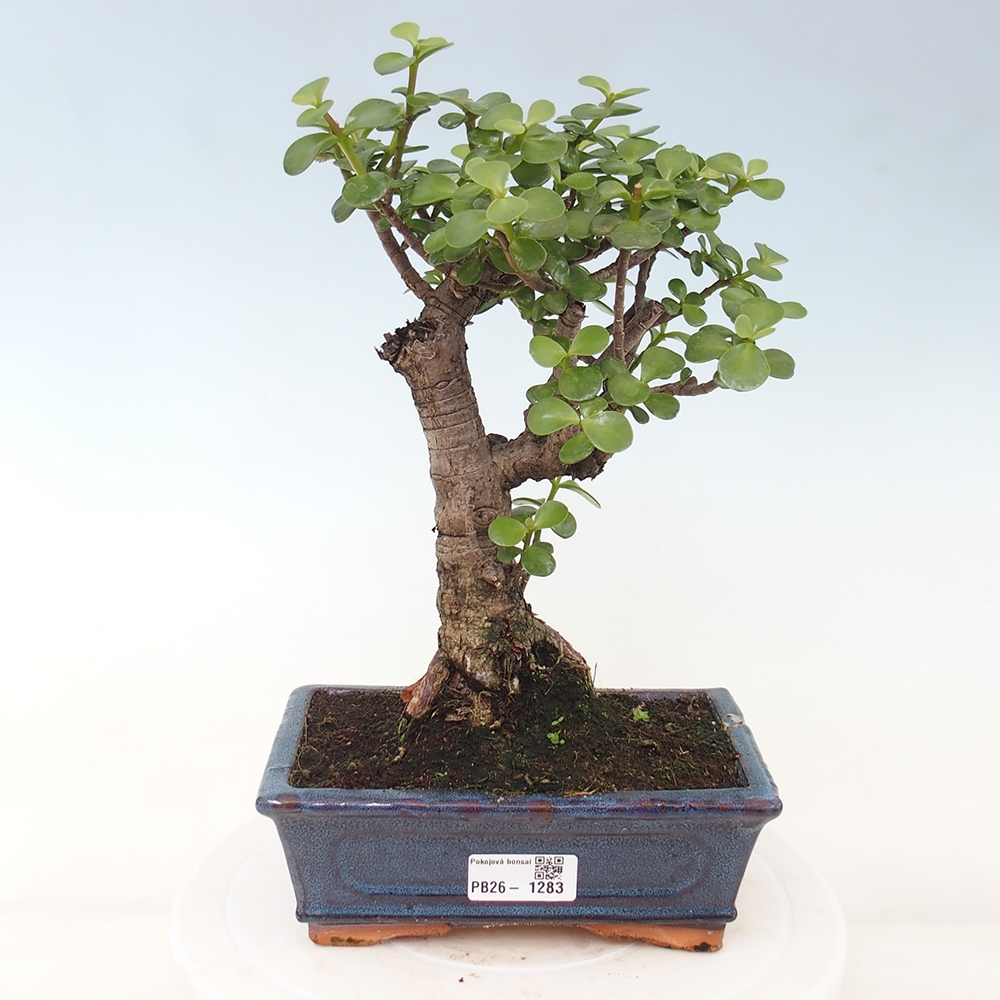 Szoba bonsai - Portulakaria Afra - Tlustice