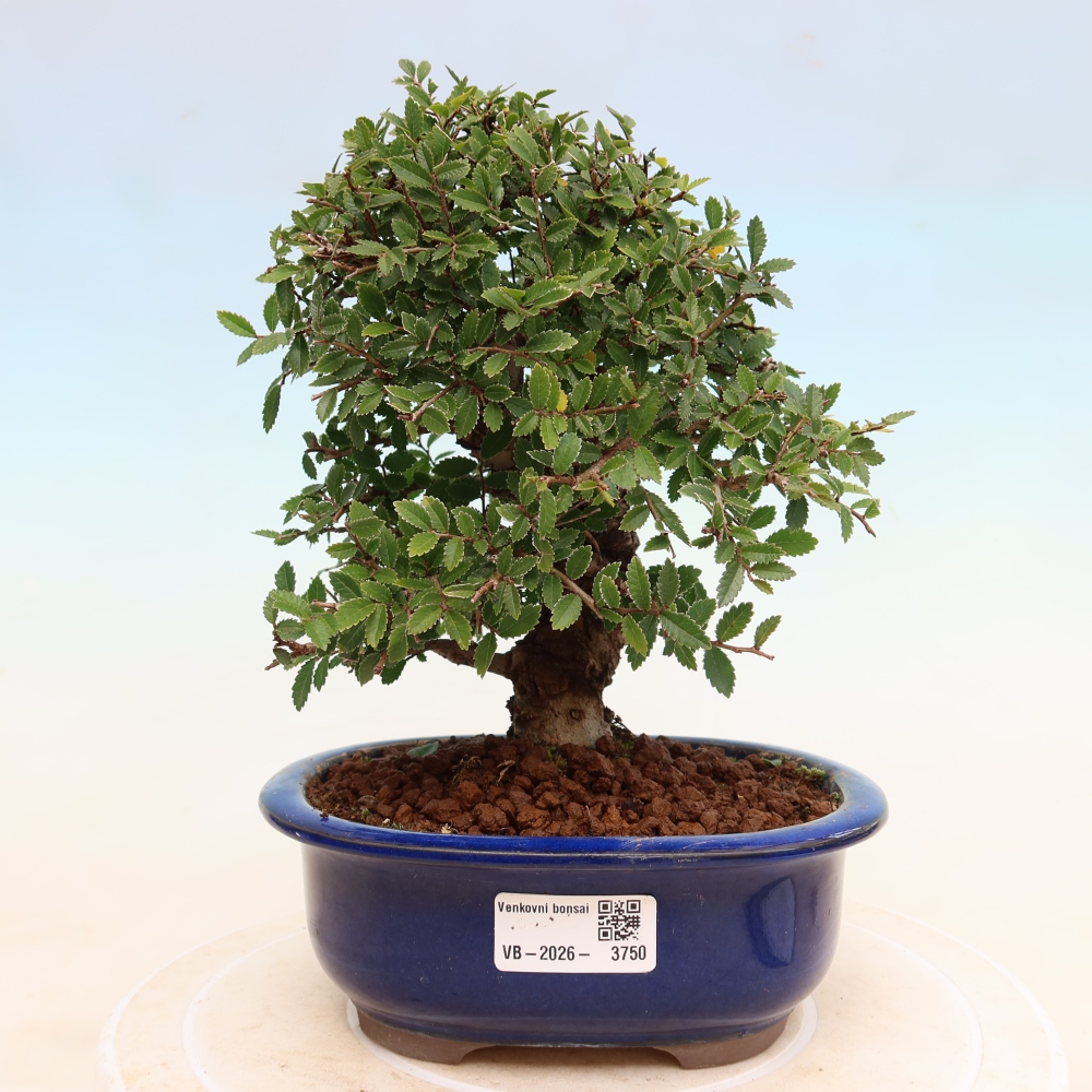 Kültéri bonsai - Zelkova - Zelkova NIRE