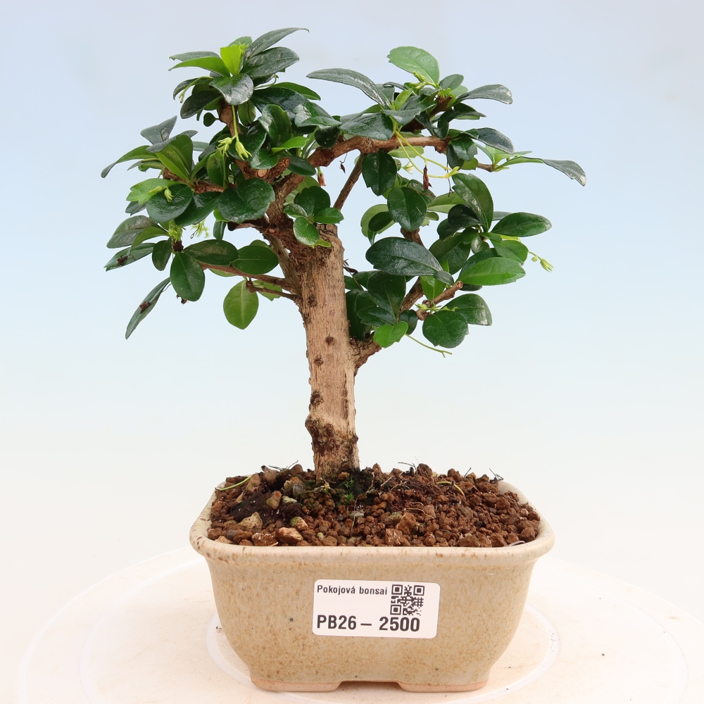 Szobai bonsai - Carmona macrophylla - Tea fuki