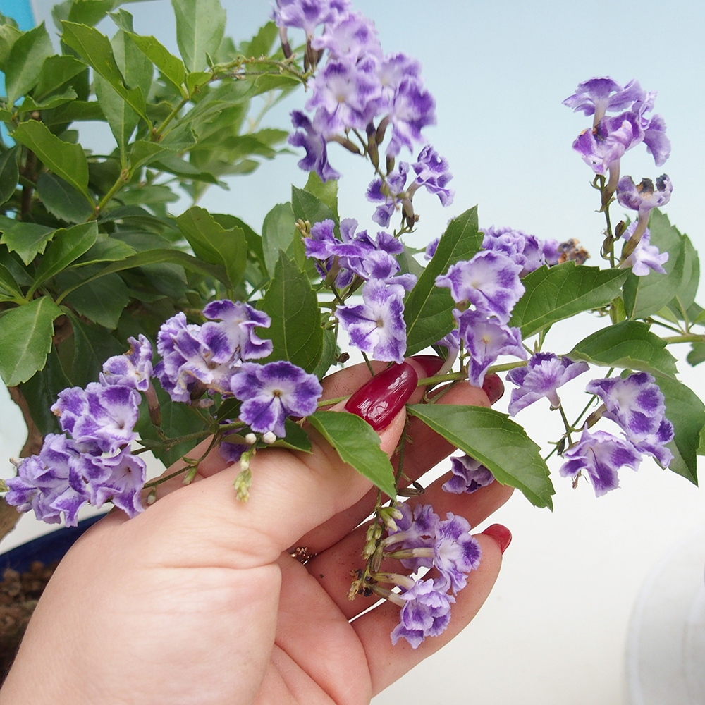 Szobai bonsai - Duranta erecta Aurea