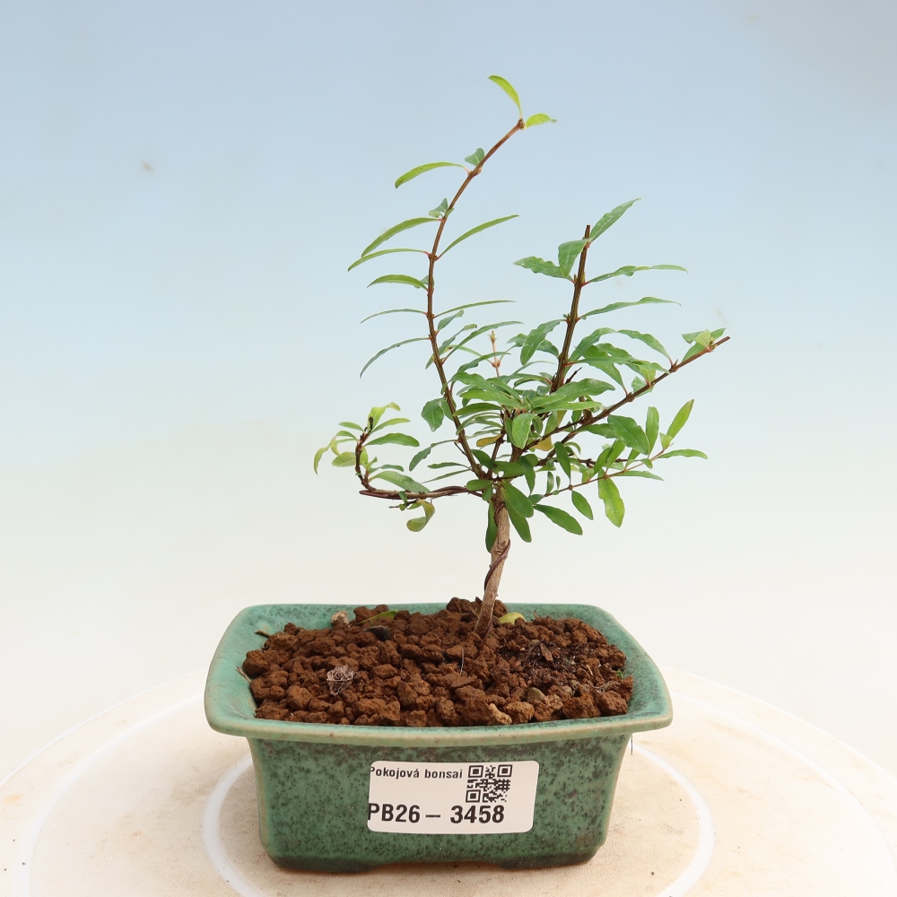 Szobai bonsai-PUNICA granatum nana-gránátalma