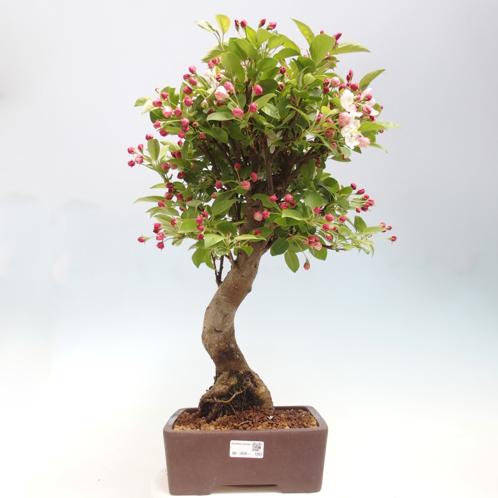 Kültéri bonsai -Malus halliana - Kis gyümölcsű almafa