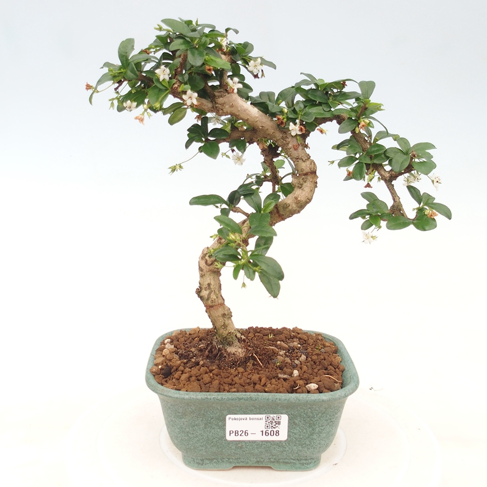 Szobai bonsai - Carmona macrophylla - Tea fuki