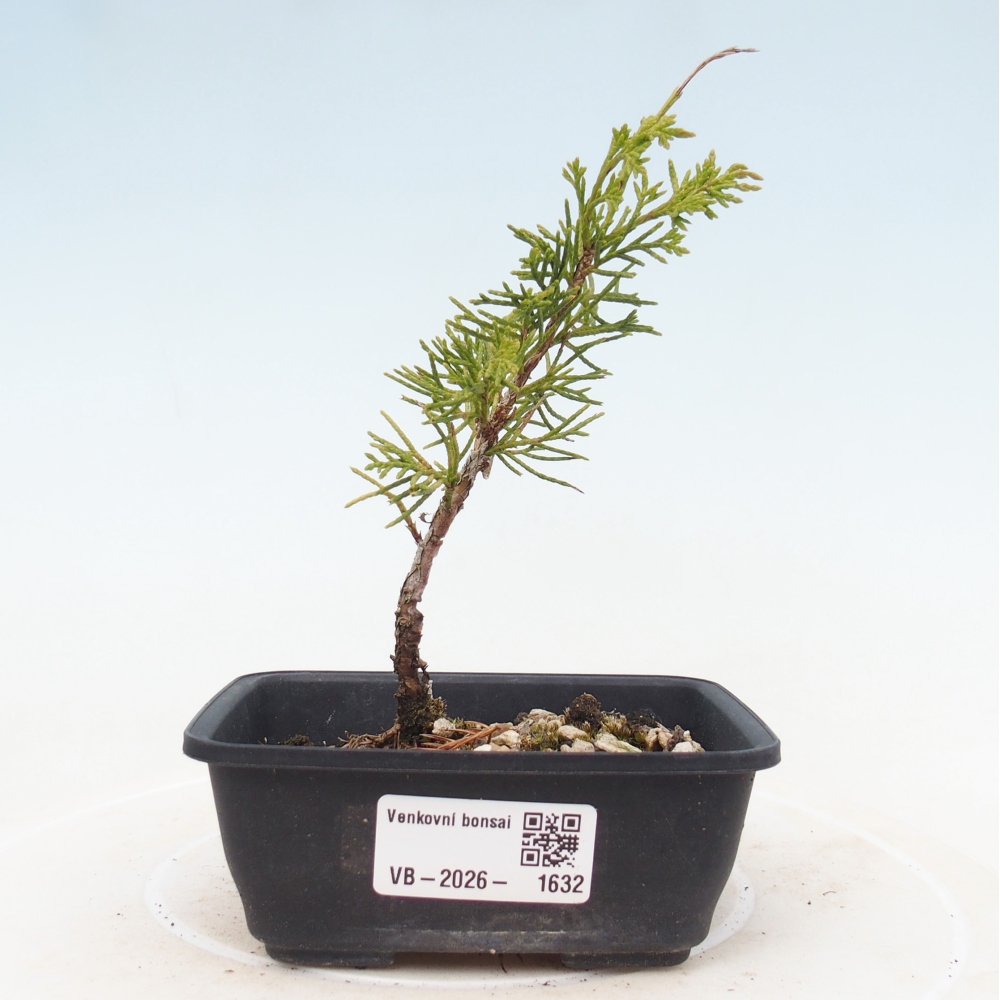 Kültéri bonsai - Juniperus chinensis Itoigawa